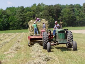 Hay baling 2